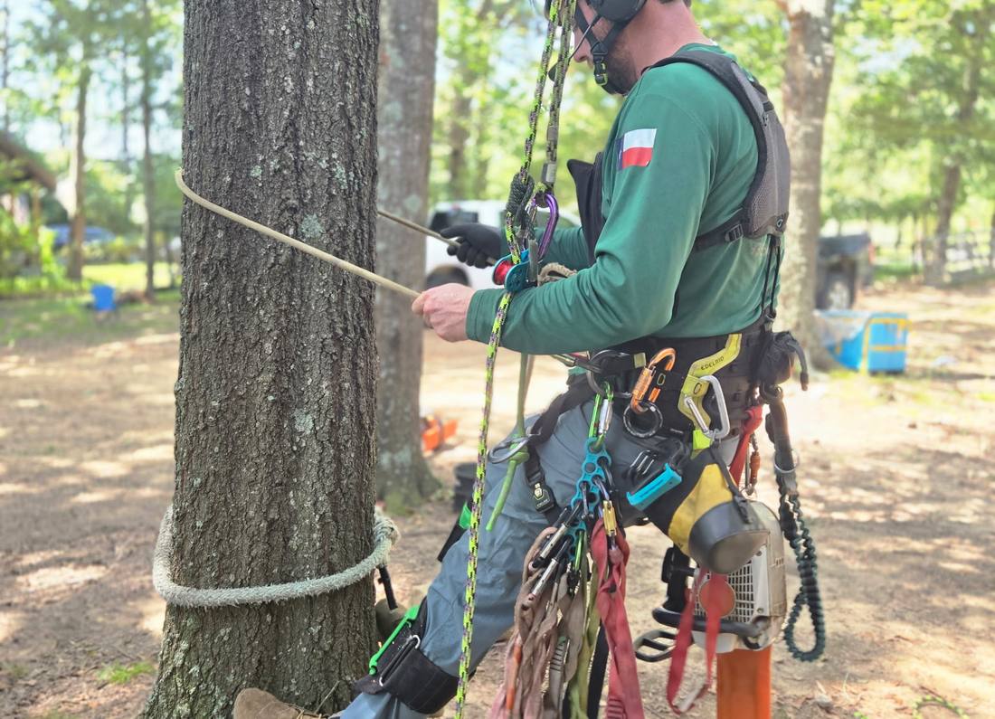 A Branching Out climber roped into a pine, working aloft with saw and rigging gear