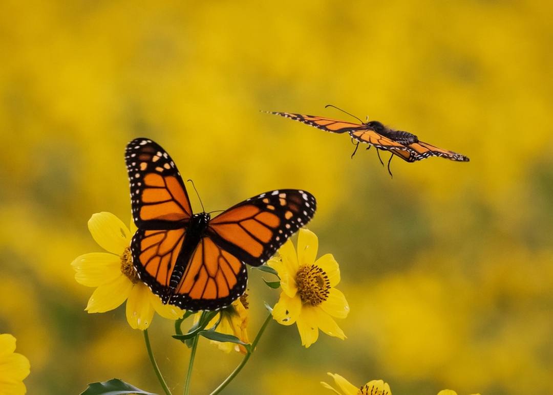 Monarch butterflies feeding on native flowering plants