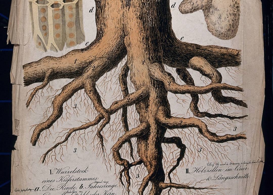 A cut pine trunk showing the root flare at ground level